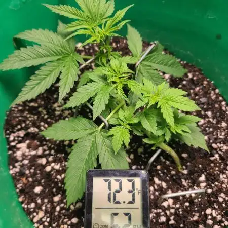 Lava Cake Automatic by Zamnesia