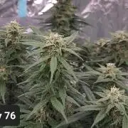 Lava Cake Automatic by Zamnesia