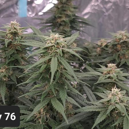 Lava Cake Automatic by Zamnesia