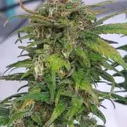 Lava Cake Automatic by Zamnesia