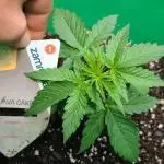 Lava Cake Automatic by Zamnesia