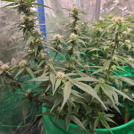 Lava Cake Automatic by Zamnesia