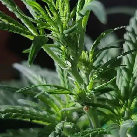 Lava Cake Automatic by Zamnesia