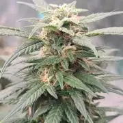 Lava Cake Automatic by Zamnesia