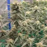 Lava Cake Automatic by Zamnesia