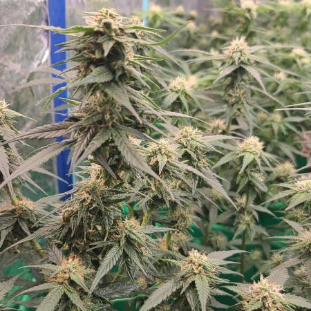 Lava Cake Automatic by Zamnesia