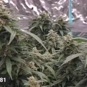 Lava Cake Automatic by Zamnesia