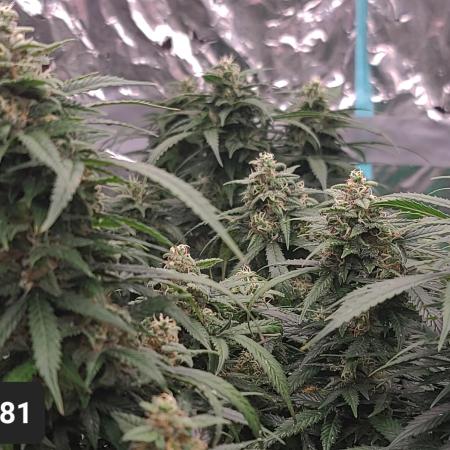 Lava Cake Automatic by Zamnesia