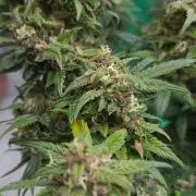 Lava Cake Automatic by Zamnesia