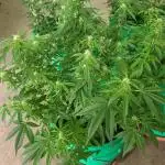 Lava Cake Automatic by Zamnesia