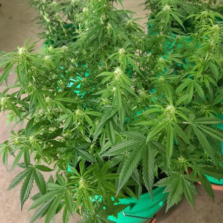 Lava Cake Automatic by Zamnesia