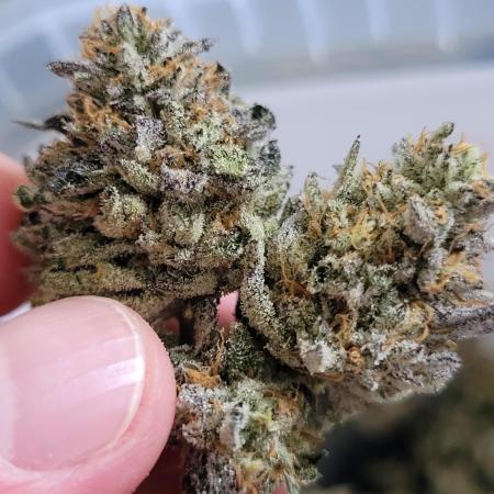 Runtz Clone _ Fam Cut _ Cookies