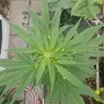 Full Report - Fat Blueberry AUTO (1)