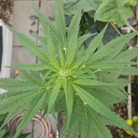 Full Report - Fat Blueberry AUTO (1)