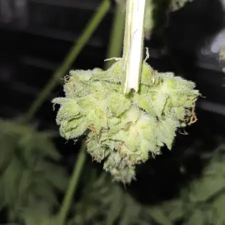 Full Report - Bubble Gum AUTO 1x