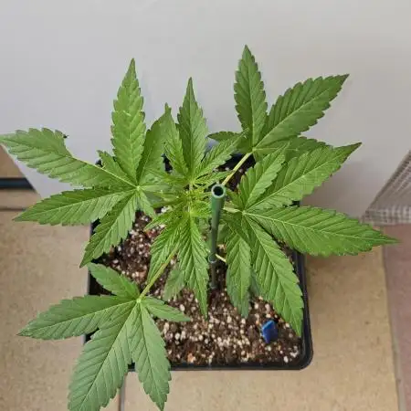 Full Report - Fat Blueberry AUTO (1)