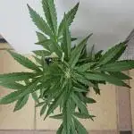 Full Report - OG's Kush (2)