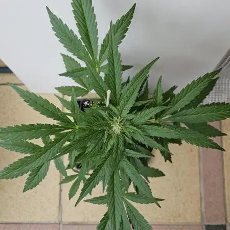 Full Report - OG's Kush (2)