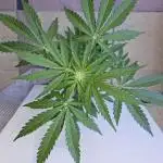 Full Report - OG's Kush (1)