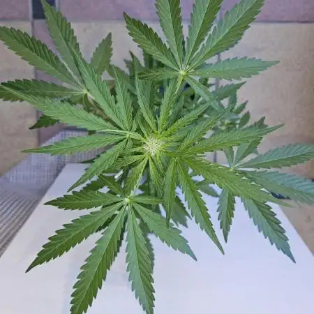 Full Report - OG's Kush (1)