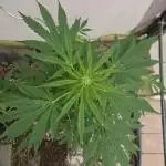 Full Report - Sweet Somango AUTO (1)