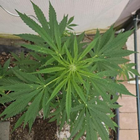 Full Report - Sweet Somango AUTO (1)