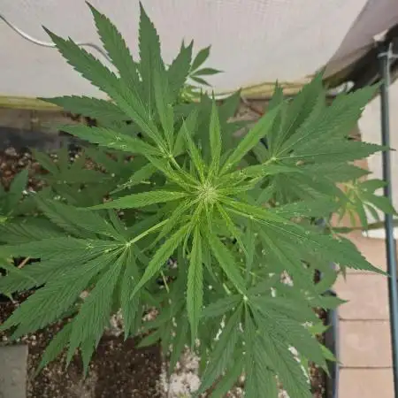 Full Report - Sweet Somango AUTO (1)