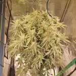 Full Report - Money Maker 1x - DWC