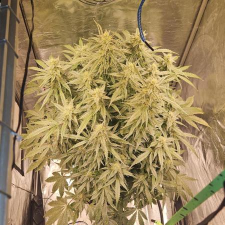 Full Report - Money Maker 1x - DWC