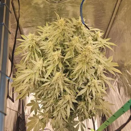 Full Report - Money Maker 1x - DWC