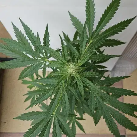 Full Report - OG's Kush (1)