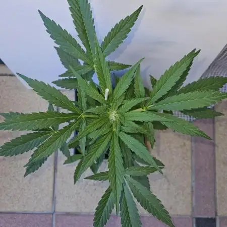 Full Report - OG's Kush (2)
