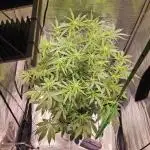 Full Report - Money Maker 1x - DWC