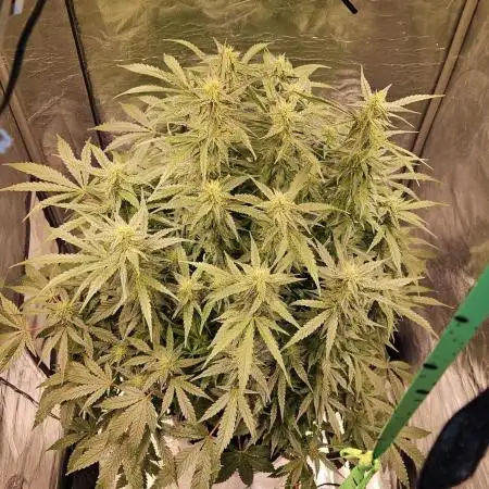 Full Report - Money Maker 1x - DWC