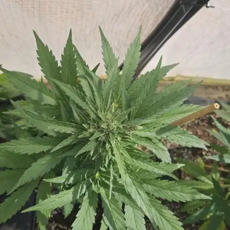 Full Report - Bubble Gum AUTO 1x