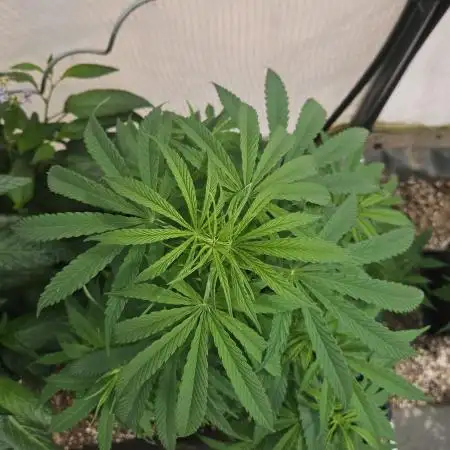 Full Report - Green poison F1 Fast V. 1x