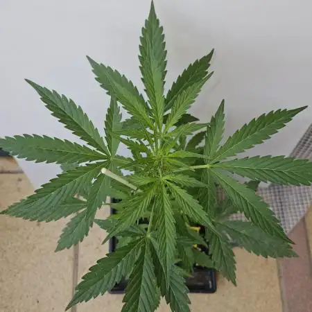 Full Report - White Widow Classic F1 (1)