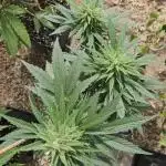 Full Report - AK AUTO 1x