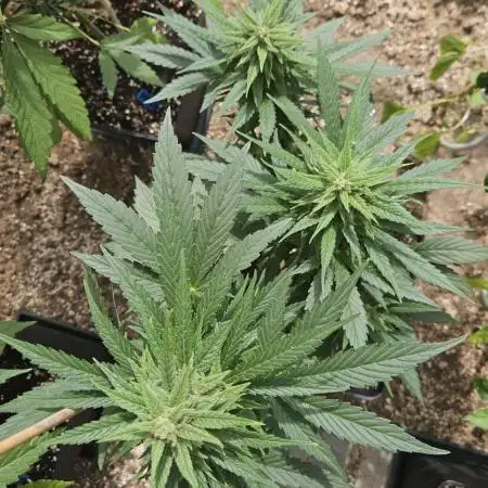 Full Report - AK AUTO 1x