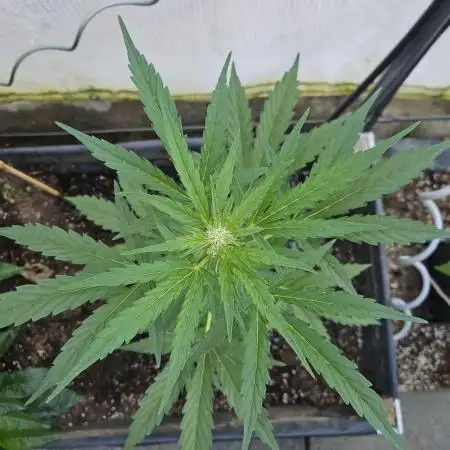 Full Report - Fat Blueberry AUTO (2)