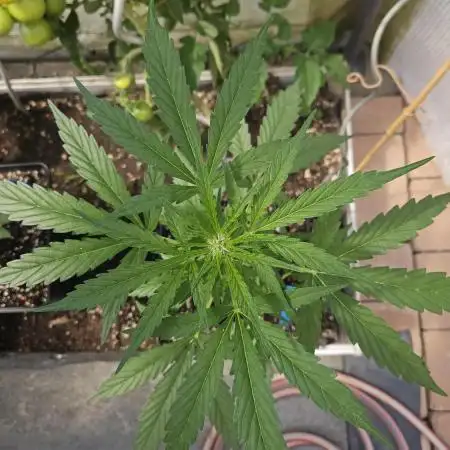 Full Report - Fat Blueberry AUTO (2)
