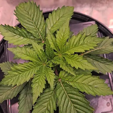 Full Report - Money Maker 1x - DWC
