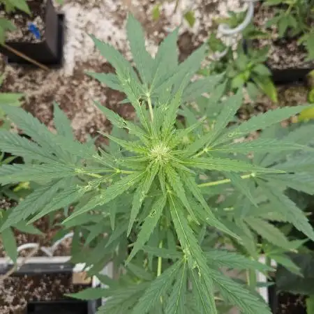 Full Report - Sweet Somango AUTO (2)