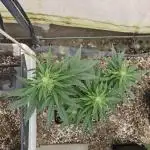 Full Report - AK AUTO 1x