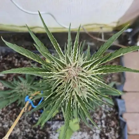 Full Report - Gorilla Girl XL AUTO 1x