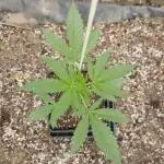 Full Report - OG's Kush (1)