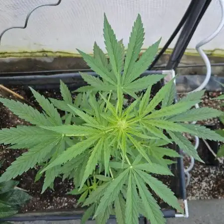 Full Report - Sweet Somango AUTO (2)