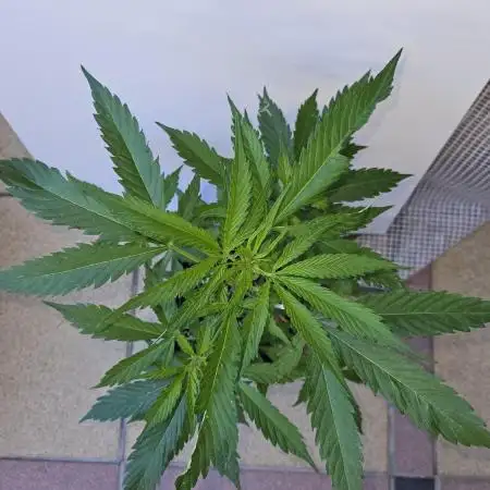 Full Report - White Widow Classic F1 (2)