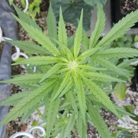Full Report - Biscotti AUTO