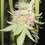 Blüte Report - Mimosa Fast 6x - 00Seeds